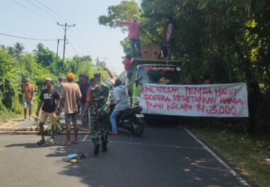 Harga Kelapa Anjlok, Ratusan Petani Halmahera Turun ke Jalan, Ancam Blokade Truk PT NICO