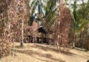 Kemarau Panjang di Halut, Puluhan Tanaman Pala, Cengkeh hingga Kelapa Terancam Mati