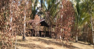 Kemarau Panjang di Halut, Puluhan Tanaman Pala, Cengkeh hingga Kelapa Terancam Mati