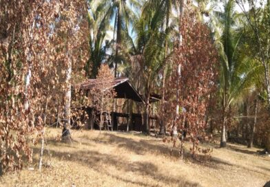Kemarau Panjang di Halut, Puluhan Tanaman Pala, Cengkeh hingga Kelapa Terancam Mati